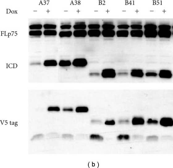 Western Blot: V5 Epitope Tag Antibody - BSA Free [NB600-381] - (a) Light & fluorescent micrographs of stable HN33.11 cells expressing (A)-GFP or (B)-GFP, respectively. Results from two stable clones of each transfection pool are shown. Cells are treated with vehicle (Dox−) or 1 μg/mL Dox (Dox+). (b) Western blot of homogenates of stable clones showing endogenous production of full-length p75NTR (FLp75), Dox-induced, but “leaky” production of (A) & (B) & of the V5 tag. Control values for each clone do not differ significantly between GFP(−) & GFP(+) cells (Student's t-test). ***P < 0.001 relative to GFP(−) cells. Image collected & cropped by CiteAb from the following publication (//pubmed.ncbi.nlm.nih.gov/21904642), licensed under a CC-BY license. Not internally tested by Novus Biologicals.