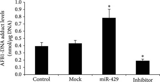 ELISA: Aflatoxin B1 Antibody (6A10) - BSA Free [NB600-443] - AFB1-DNA adducts formation in AFB1-treated SMMC-7721 cells with overexpression of miR-429 (see Section 2). Levels of AFB1-DNA adducts were tested using comparative ELISA. Data were analyzed from three independent tests using one-way ANOVA with Bonferroni corrections. *P < 0.05. Image collected & cropped by CiteAb from the following publication (//pubmed.ncbi.nlm.nih.gov/24204382), licensed under a CC-BY license. Not internally tested by Novus Biologicals.