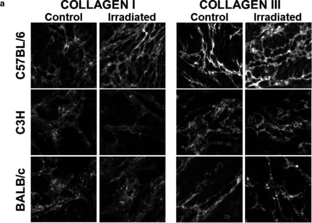 Collagen I and collagen III accumulate in C57BL/6 mice in response to radiation. Bladder strips from irradiated and control mice were stained for collagen I or for collagen III and imaged using fluorescent microscopy. (a) Representative images (100 x 100 um) of each mouse strain and treatment group are provided for collagen I and collagen III immunofluorescence. (b–c) Percentage of tissue‐positive for collagen I or collagen III staining. Collagen I and III density is significantly elevated in C57BL/6 mice, but not in the C3H or BALB/c strains. Results are mean +/- SD of n = 3–6 mice. Dashed line: ANOVA; Full line: multiple t‐test. **p < .01, *** p < .001 Image collected and cropped by CiteAb from the following open publication (//pubmed.ncbi.nlm.nih.gov/32109348), licensed under a CC-BY license. Not internally tested by Novus Biologicals.