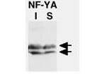 Western Blot of Rabbit Anti-NF-Y (A Subunit) Antibody.  Lane 1: CHO-7 cells were cultured in the absence (I) of cholesterol.  Lane 2:  CHO-7 cells were cultured in the presence (S) of cholesterol.  Load: 35 ug per lane. Primary antibody: NF-YA antibody at 1:1000 for overnight at 4C. Secondary antibody: HRP conjugated Goat-anti-Rabbit IgG [H&L] secondary antibody at 1:10,000 for 45 min at RT. Block: 5% BLOTTO overnight at 4C. Predicted/Observed size: NF-YA recognized as a doublet of ~ 42 kDa in size. Other band(s): none.