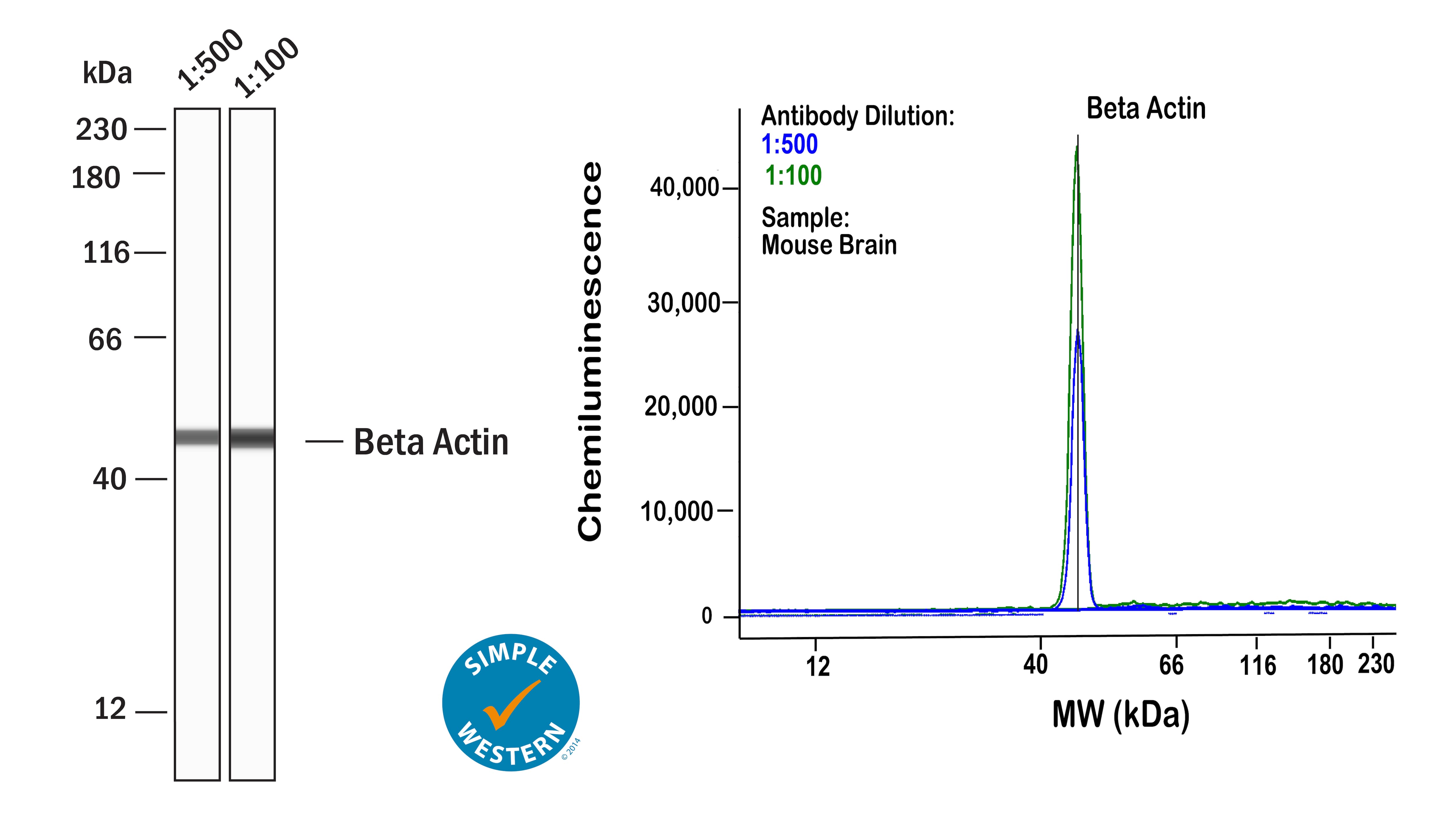 Left: Simple Western lane view shows lysates of mouse brain, loaded at 1 mg/ml. A specific band was detected for  beta ‑Actin at approximately 47 kDa (as indicated) using both 1:500 and 1:100 of Mouse Anti-Human/Mouse/Rat  beta ‑Actin Monoclonal Antibody (Catalog # NB600-501) followed by HRP-conjugated Goat Anti-Mouse Secondary Antibody (Catalog # 042-205). This experiment was conducted under reducing conditions and using the 12-230kDa separation system. Right: Simple Western electropherogram showing the same Mouse Anti-Human/Mouse/Rat  beta ‑Actin Monoclonal Antibody (Catalog # NB600-501) tested at 1:500 (blue line) and 1:100 (green line) in the mouse brain.