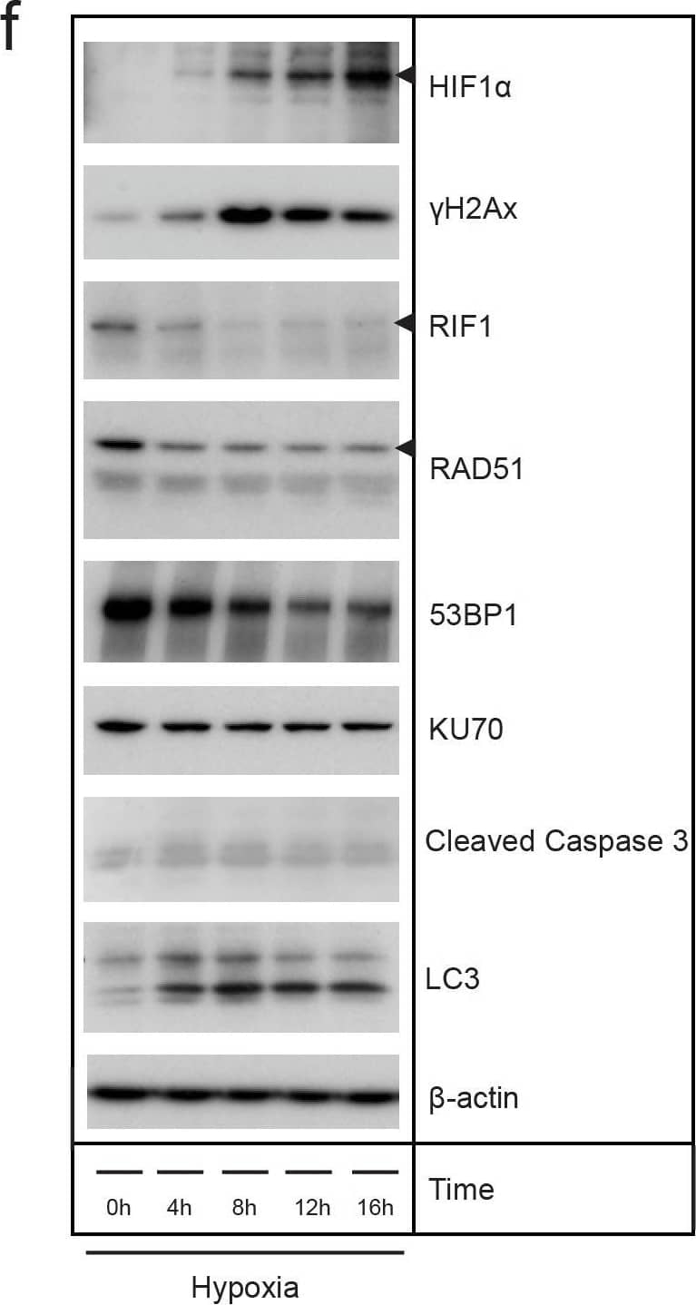 Hypoxia causes DNA damage in patient-derived colonosphere cultures in vitro(a) Two independent patient-derived colonospheres were cultured in normoxia (21%) or hypoxia (0.1%) for 24 hours. Immunofluorescence was then used to asses  gamma H2AX (green) in the nuclei DAPI (blue). (b) Bar graphs showing the quantification of  gamma H2AX observed in (a) (n=3), shown as percentage of the mean  gamma H2AX intensity at normoxia. (c) Representative confocal pictures of the comet assay of colonospheres cultured as in (a). (d) Bar graphs showing the quantification of DNA damage observed with the comet assay (Extend tail moment) (n=73). (e) Colonospheres were cultured as in (a) &  gamma H2AX was assessed by FACS. The plots show normoxic  gamma H2AX levels in red & hypoxic  gamma H2AX levels in blue in two independent cell lines. (f) Human colonospheres were exposed to hypoxia for the indicated periods of time. Cell lysates were then analyzed by Western blotting for the indicated markers (cropped). Image collected & cropped by CiteAb from the following publication (//www.oncotarget.com/lookup/doi/10.18632/oncotarget.21145), licensed under a CC-BY license. Not internally tested by Novus Biologicals.