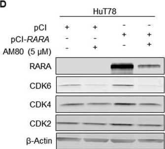 Western Blot: beta-Actin Antibody (AC-15) [NB600-501] - RARA overexpression increases chemosensitivity to AM80(A, B) Overexpression of either RARAwt or RARAR394Q increases chemosensitivity of (A) HuT78 & (B) Karpas 299 cells to AM80. The presence of the R394Q mutation does not reduce chemosensitivity significantly. (C) RARAwt overexpression increases retinoic acid response element (RARE) activity (indicated by luciferase) in HuT78 cells treated with AM80. (D) RARAwt overexpression increases the degree of CDK2, CDK4 & CDK6 inhibition caused by AM80. wt, wild-type; CDK, cyclin-dependent kinase. Image collected & cropped by CiteAb from the following publication (//www.oncotarget.com/lookup/doi/10.18632/oncotarget.15441), licensed under a CC-BY license. Not internally tested by Novus Biologicals.