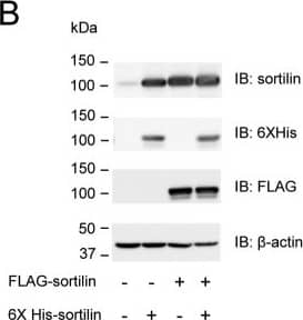 Western Blot: beta-Actin Antibody (AC-15) [NB600-501] - Sortilin forms homodimers on the cell surface of HEK293 cells.A, schematic of FLAG-sortilin & His6-sortilin. FLAG tag & His6 tag were inserted following propeptide & 3 amino acids (Ser78-Ala79-Pro80) in sortilin. SP, signal peptide; PP, propeptide. B, overexpression of FLAG-sortilin & His6-sortilin in HEK293 cells was validated by Western blotting. C & D, detection of binding of FLAG-sortilin & His6-sortilin on the cell surface of HEK293 in TR-FRET assay (C) & HTRF assay (D). Change of FRET signal by expression of His6-sortilin is indicated by percent change (mean ± S.D., three independent experiments). Error bars represent S.D. *, p < 0.05; **, p < 0.01 by t test. IB, immunoblotting. Image collected & cropped by CiteAb from the following publication (//pubmed.ncbi.nlm.nih.gov/29382723), licensed under a CC-BY license. Not internally tested by Novus Biologicals.
