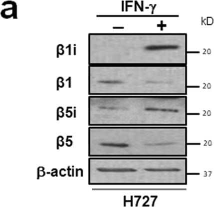Western Blot: beta-Actin Antibody (AC-15) [NB600-501] - Effect of IFN-gamma  pretreatment on carfilzomib sensitivity of H727 (a) & H23 (b) cells. IFN-gamma  (150 U⋅ml−1) pretreatment for 24 h led to increased expression (left panel) & activity (middle panel) of proteasome immuno-subunits, & sensitized H727 cells to Cfz, while desensitizing H23 cells towards Cfz. The IC50 values displayed a statistically significant difference between IFN-gamma -pretreated cells & vehicle control (P value < 0.01, n = 3, Student’s t-test comparing the log transformed IC50 values obtained from three independent runs). Image collected & cropped by CiteAb from the following publication (//pubmed.ncbi.nlm.nih.gov/30858500), licensed under a CC-BY license. Not internally tested by Novus Biologicals.