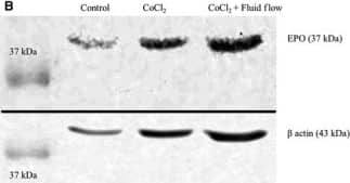 Western Blot: beta-Actin Antibody (AC-15) [NB600-501] - (A) shows western blots of nuclear extracts of mCCD cells treated with 100 μmol/L CoCl2. Treatment with CoCl2 increased stabilization of HIF1 alpha  in the nucleus of the cells. GAPDH levels are shown as loading controls. (B) shows western blots of whole cell extracts of mCCD cells treated with 100 μmol/L CoCl2 for 4 h. As shown in the images, treatment with CoCl2 increased the EPO production by cells. Beta actin levels are shown as loading controls. (C) shows western blots of whole cell extracts of mCCD cells treated with 100 μmol/L CoCl2 for 4 h & chronic fluid flow. As shown in the images, treatments decreased ZO‐1 production by cells independently of fluid flow stimulation. Beta actin levels are shown as loading controls. (D) shows western blots of whole cell extracts of mCCD cells treated with 100 μmol/L CoCl2 for 4 h & chronic fluid flow. As shown in the images, treatments decreased NaKATPase production by cells independently of fluid flow stimulation. Beta actin levels are shown as loading controls. (E) Densitometric analysis of Western blots presented in (A–D). HIF1 alpha  level: P = 0.004 (N = 3), t‐test, showing significant nuclear stabilization of HIF1 alpha . EPO level: increases slightly though not statistically significant (N = 3, P > 0.05, One‐way ANOVA). ZO‐1 level: P < 0.0001 (N = 4), One‐way ANOVA, showing significant decrease in ZO‐1 levels, independent of fluid flow. NaKATPase  alpha 1 subunit level: P = 0.001 (N = 3), One‐way ANOVA, showing significant decrease in NaKATPase  alpha 1 subunit levels, largely independent of fluid flow. Image collected & cropped by CiteAb from the following publication (//pubmed.ncbi.nlm.nih.gov/29263117), licensed under a CC-BY license. Not internally tested by Novus Biologicals.