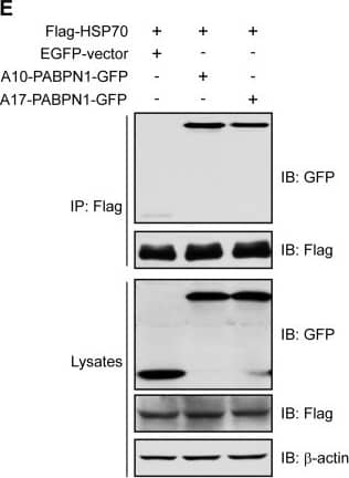 Western Blot: beta-Actin Antibody (AC-15) [NB600-501] - HSP90 & HSP70 interact with PABPN1.(A-C) A17-PABPN1 induced INIs in C2C12 cells. Mouse muscle C2C12 myoblasts were transfected with 0.5 μg GFP-tagged A10-PABPN1 or A17-PABPN1 constructs by lipofectamine 2000. Twenty-four hours post-transfection, myoblasts were fixed with 4% PFA, & the nuclei were stained with DAPI (blue). A10-PABPN1 formed small inclusions in nuclear speckles (arrows) whereas A17-PABPN1 formed large INIs (A). Scale bar, 10 μm. Myoblasts were switched to differentiation medium 24 hr after transfection. Fully differentiated myotubes were fixed & stained with DAPI. INIs formed by A10-PABPN1 & A17-PABPN1 are indicated by arrows (B). Cells in 10 random fields with INIs in the nucleus were scored (C). Data are shown as the mean ± SEM, n = 5; *, P < 0.01. (D) Interaction of PABPN1 with HSP90. Lysates from HEK293 cells transfected with Flag-HSP90 & GFP-tagged A17-PABPN1 were immunoprecipitated with an anti-Flag antibody. Immunoprecipitates (IP) were analyzed by Western blot (IB). (E) Interaction of PABPN1 with HSP70. Lysates from HEK293 cells transfected with Flag-HSP70 & GFP-tagged A17-PABPN1 were immunoprecipitated with an anti-Flag antibody. (F) HSP90 associates with the PABPN1 aggregates. C2C12 myoblasts were transfected with A17-PABPN1 constructs, & the cells were processed for immunofluorescence staining using a HSP90 antibody 48 hr after transfection. Arrows indicate the recruitment of HSP90 to the PABPN1 aggregates. Scale bar, 10 μm. Image collected & cropped by CiteAb from the following publication (//dx.plos.org/10.1371/journal.pone.0138936), licensed under a CC-BY license. Not internally tested by Novus Biologicals.