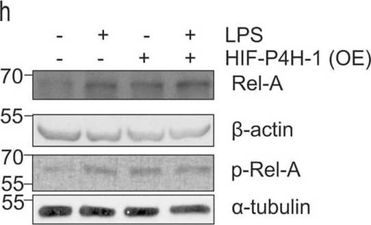 Western Blot: beta-Actin Antibody (AC-15) [NB600-501] - Lack of HIF-P4H-1 suppresses NF-kappa B activity. (a) Western blot analysis of Rel-A in wt & Hif-p4h-1−/− MEFs subjected to 21% or 1% O2 for 24 h. (b–d) Analysis of NF-kappa B luciferase reporter activity in wt & Hif-p4h-1−/− MEFs (b), in Hif-p4h-1 & scrambled (Scrm) siRNA transfected HEK293 cells (c) & in MDA-MB-231 cells treated with 50 µM FG4497 for 6 h (d). Cells were harvested 48 h after the NF-kappa B luciferase reporter plasmid transfection. siRNA transfection was performed 24 h before the NF-kappa B luciferase reporter plasmid transfection. FG4497 was added 6 h before the cell harvest. (e) Western blot analysis of Rel-A, p-Rel-A, I kappa B alpha , p105 & p50 in wt & Hif-p4h-1−/− MEFs treated with or without 200 ng/ml LPS for 12 h. (f,g) Analysis of Rel-A & p-Rel-A by Western blotting (f) & NF-kappa B luciferase reporter activity (g) in wt MEFs treated with or without 200 ng/ml LPS & 50 µM FG4497 for 6 h. (h,i) Analysis of Rel-A & p-Rel-A by Western blotting (h) & NF-kappa B luciferase reporter activity (i) in Hif-p4h-1−/− MEFs transfected with empty vector (EV) or a vector encoding V5-tagged human recombinant HIF-P4H-1 (OE) & treated with or without 200 ng/ml LPS for 12 h. (j) qPCR analysis of Rel-A mRNA in Hif-p4h-1−/− & wt MEFs treated with 200 ng/ml of LPS for 12 h. (k) Western blot analysis of Rel-A & p-Rel-A in cytosolic & nuclear fractions of Hif-p4h-1−/− & wt MEFs. (l) NF-kappa B luciferase reporter activity in HIF1A−/− HCT116 cells treated with FG4497 or transfected with HIF-P4H-1 siRNA. Data are presented as representative Western blots & as mean ± s.d., n = 3–4 individual MEF isolates or experiments. *P < 0.05, **P < 0.01 & ***P < 0.001, two-tailed Student’s t-test. Unprocessed original scans of blots are shown in Supplementary Fig. 5. Image collected & cropped by CiteAb from the following publication (//www.nature.com/articles/s41598-017-17376-0), licensed under a CC-BY license. Not internally tested by Novus Biologicals.
