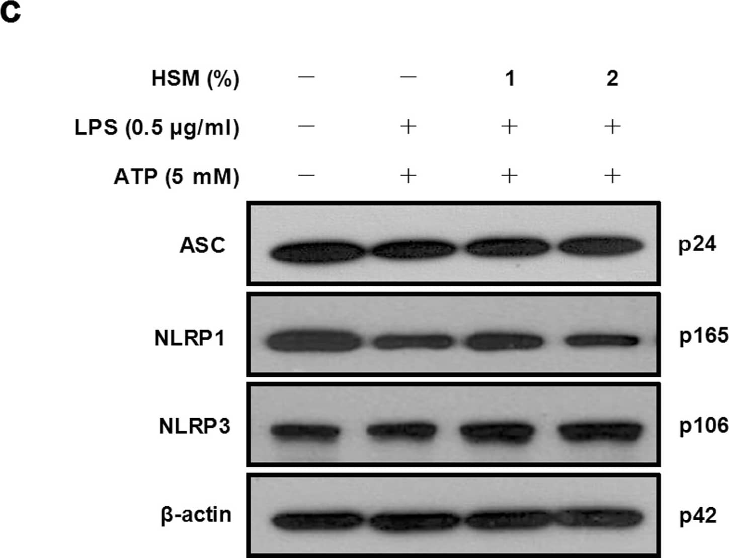 Western Blot: beta-Actin Antibody (AC-15) [NB600-501] - Effects of HSM on inflammasome components & caspase-4 activation in human macrophages.Cells were pretreated with various concentrations (1 or 2%) of HSM extract for 20 h, followed by treatment with LPS (0.5 μg/ml) for 3 h & ATP (5 mM) for 1 h. (a) The mRNA expression levels of ASC, NLRP1, NLRP3 & caspase-4 were determined by RT-PCR, using  beta -actin as the internal control. (b) ASC, NLRP1, NLRP3 & caspase-4 mRNAs were quantified using real-time PCR.  beta -actin gene expression was used for normalization. The results are expressed as fold changes, considering one as the value of untreated cells. (c) Cell lysates were analyzed by Western blot analysis using specific anti-ASC, anti-NLRP1 & anti-NLRP3 antibodies. (d) Cell lysates were analyzed for protein levels of caspase-4 by Western blot analysis.  beta -actin was used as an internal control. Data are presented as means ± SE of three experiments preformed in duplicate. #P < 0.01 versus untreated cells. versus HSM-untreated control (ethanol) cells. *P < 0.01 versus HSM-untreated control (ethanol) cells. Image collected & cropped by CiteAb from the following publication (//pubmed.ncbi.nlm.nih.gov/23459183), licensed under a CC-BY license. Not internally tested by Novus Biologicals.