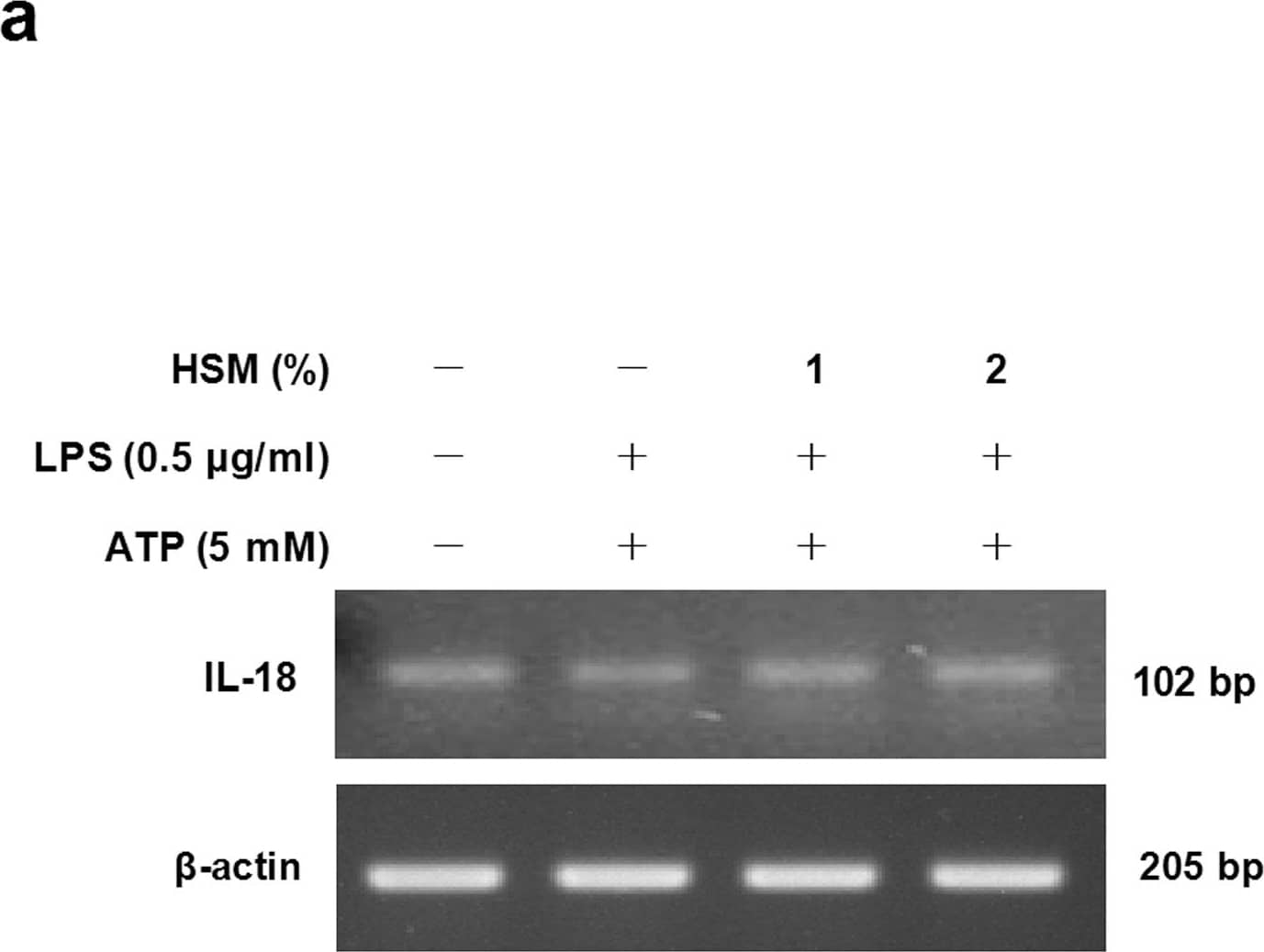 Western Blot: beta-Actin Antibody (AC-15) [NB600-501] - Effects of HSM on IL-18 gene expression & secretion in human macrophages.Cells were pre-treated with various concentrations (1 or 2%) of HSM extract for 20 h, followed by treatment with LPS (0.5 μg/ml) for 3 h & ATP (5 mM) for 1 h. (a) The mRNA expression levels of IL-18 were determined by RT-PCR analysis. (b) IL-18 mRNAs were quantified using real-time PCR.  beta -actin gene expression was used for normalization. The results are expressed as fold changes, considering one as the value of untreated cells. (c) The amount of IL-18 in cell culture supernatants was detected by ELISA. (d) The presence of IL-18 in cell lysates & cell culture supernatants were analyzed by Western blot analysis. Data are presented as means ± SE of three experiments performed in duplicate. #P < 0.01 versus untreated cells. *P < 0.01 versus HSM-untreated control (ethanol) cells. †P < 0.05 versus HSM (1%) treated cells. Image collected & cropped by CiteAb from the following publication (//pubmed.ncbi.nlm.nih.gov/23459183), licensed under a CC-BY license. Not internally tested by Novus Biologicals.
