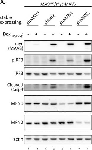 Western Blot: beta-Actin Antibody (AC-15) [NB600-501] - MFN1 & MFN2 manipulate MAVS-triggered signaling differently.(A & B) Western blot (A) & RT-qPCR (B) analysis of A549+on/myc-MAVS cells with stably expressing shRNA targeting the indicated genes after 48 h of Dox treatment. RT-qPCR data are mean ± SD (n = 3 per group) & were compared by two-tailed Student’s t test. (C) Dual-luciferase activity analysis of A549 cells cotransfected with the indicated MFNs (cloned in pcDNA3.1 vector; 0.5 μg), stimulator or control (Flag-MAVS/pcDNA3 or Flag-GFP/pcDNA3; 0.4 μg), IRF3/pCR3.1 (0.3 μg), p125-Luc (0.2 μg) & pRL-TK (0.1 μg) for 24 h. The firefly luciferase activity (p125-Luc) was normalized to that of renilla luciferase (pRL-TK) & the relative luciferase activities are shown. Data are mean ± SD (n = 3 per group) & were compared by two-tailed Student’s t test. Image collected & cropped by CiteAb from the following publication (//dx.plos.org/10.1371/journal.ppat.1005350), licensed under a CC-BY license. Not internally tested by Novus Biologicals.