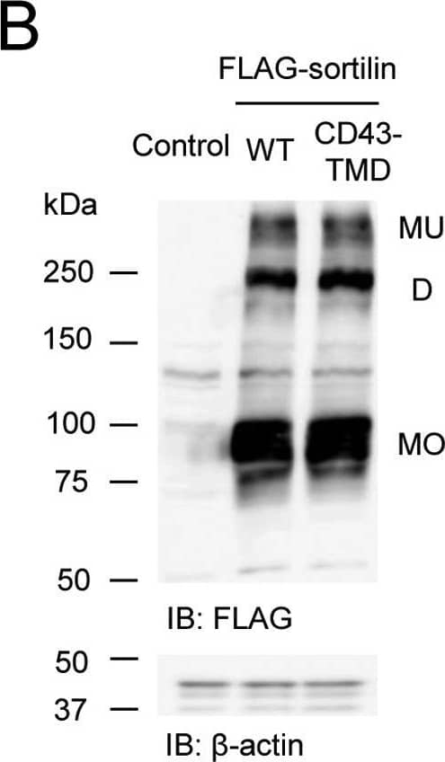 Western Blot: beta-Actin Antibody (AC-15) [NB600-501] - Substituting the transmembrane domain of sortilin with the corresponding domain of CD43 does not decrease the dimeric form of sortilin.A, schematic of FLAG-sortilin wildtype (WT) & FLAG-sortilin CD43-TMD. The transmembrane domain of sortilin was replaced with that of CD43. SP, signal peptide; PP, propeptide. B, FLAG-sortilin WT & FLAG-sortilin CD43-TMD were transiently overexpressed in HEK293 cells, & non-reducing Western blotting was carried out using cell lysate with anti-FLAG antibody (n = 3). Monomers, homodimers, & multimers are abbreviated as MO, D, & MU, respectively. C & D, His6-sortilin WT or His6-sortilin CD43-TMD was transiently overexpressed in HEK293 cells stably overexpressing FLAG-sortilin, & immunoprecipitation was performed using anti-FLAG M2 antibody. Western blotting was carried out using whole-cell lysates (C) & immunoprecipitants (D). His6-sortilin CD43-TMD coprecipitated with FLAG-sortilin as well as His6-sortilin WT. Arrows, sortilin wildtype or sortilin CD43-TMD (n = 3). E, in FLAG-sortilin HEK293 cells or HEK293 cells, His6-sortilin CD43-TMD was overexpressed. The cells were subjected to TR-FRET assay. Change of FRET signal by expression of His6-sortilin WT or CD43-TMD is indicated by percent change (mean ± S.D., n = 4, one independent experiment). Error bars represent S.D. *, p < 0.05; **, p < 0.01 by t test. F & G, in FLAG-sortilin HEK293 cells, His6-sortilin WT or His6-sortilin CD43-TMD were overexpressed. The cell lysates were subjected to non-reducing Western blotting with anti-FLAG antibody (F) & anti-His6 antibody (G), demonstrating that substituting the transmembrane domain of sortilin with that of CD43 did not decrease dimerization (n = 3). IB, immunoblotting. Image collected & cropped by CiteAb from the following publication (//pubmed.ncbi.nlm.nih.gov/29382723), licensed under a CC-BY license. Not internally tested by Novus Biologicals.