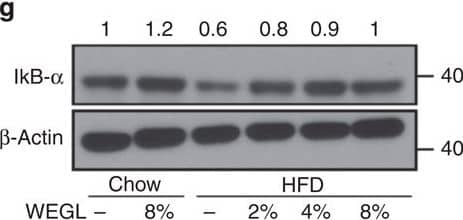 Western Blot: beta-Actin Antibody (AC-15) [NB600-501] - WEGL reduces serum LPS & TLR4-related signalling pathways in HFD mice.Effects of WEGL treatment on serum endotoxin (a) TLR4 protein production (b,c) JNK phosphorylation (d,e) & I kappa B-alpha  production (f,g) were examined in the liver & epididymal adipose tissues of chow- & HFD-fed mice as described in Fig. 1. Serum endotoxin (EU ml−1) was determined as mean±s.e.m. using the limulus amebocyte lysate assay kit. Representative immunoblots for target proteins in b-g are shown. Molecular weight markers were indicated as kilodaltons (kDa). Protein levels were normalized to internal controls ( beta -actin or total JNK, T-JNK) & the relative ratio to the Chow group was labelled on the top of immunoblots. Graph bars in a with different letters on top represent statistically significant results (P<0.05) based on Newman–Keuls post hoc one-way ANOVA analysis, whereas bars labelled with the same letter correspond to results that show no statistically significant differences. Where two letters are present on top of the bar, each letter should be compared separately with the letters of other bars to determine whether the results show statistically significant differences. Image collected & cropped by CiteAb from the following publication (//www.nature.com/articles/ncomms8489), licensed under a CC-BY license. Not internally tested by Novus Biologicals.