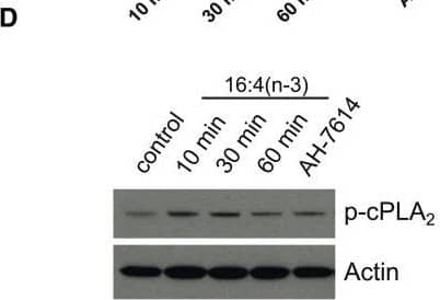 Western Blot: beta-Actin Antibody (AC-15) [NB600-501] - 16:4(n-3) stimulation increases cPLA2 activity in splenic macrophages. A) Schematic overview of hydrolysis sites of PC to yield metabolites, such as LPC. Splenic macrophages were harvested from murine BALB/c spleens by magnetic bead sorting using F4/80 Abs. Macrophages were incubated with either vehicle or 16:4(n-3) (25 nM) for indicated times. B, C) Fluorescent-based analysis of PLA1 & cPLA2 enzymatic activity revealed a decrease in PLA1 activity (B) & a significant time-dependent increase in cPLA2 activity (C) upon stimulation with 16:4(n-3). Preincubation of splenic macrophages with the GPR120-specific antagonist AH-7614 did not affect 16:4(n-3)-mediated changes in PLA1 activity but was able to prevent the 16:4(n-3)-induced increase in cPLA2 activity. D) In addition, splenic macrophage cell lysates were analyzed by Western blot for phospho-cPLA2. Actin was used as a loading control. E) Treatment of tumor-bearing BALB/c mice with cisplatin (cis) & sCM derived from splenocytes that were incubated with 16:4(n-3) & AACOCF3 did not induce chemoresistance, whereas cotreatment with cisplatin & sCM+ 16:4(n-3) did. Panel B shows grouped results of 2 independent experiments with similar outcomes. Panels C & D show results of 4 independent experiments. Panel E shows grouped results of 2 independent experiments with similar outcomes (n = 8 per group). Data are presented as means ± sem. Statistical significance was determined by 2-tailed Student’s t test (B, C) or 1-way ANOVA (E); all compared with vehicle control (B, C) or with cisplatin alone (E) unless indicated otherwise. *P < 0.05; **P < 0.01. Image collected & cropped by CiteAb from the following publication (//pubmed.ncbi.nlm.nih.gov/28183801), licensed under a CC-BY license. Not internally tested by Novus Biologicals.