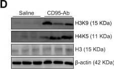 Western Blot: beta-Actin Antibody (AC-15) [NB600-501] - Liver injury induces intra-nuclear metabolic changes & histone hyper-acetylation. Nuclear (A) acetyl-CoA, (B) lactate, & (C) nHDAC activity in livers harvested 6 h after the injection of either saline or CD95-Ab (n = 3 per group). (D) Western blotting for acetylated histone H3 (H3K9) & H4 (H4K5) on livers harvested 6 h after the injections of either saline or CD95-Ab. Histone H3 &  beta -actin were used as loading controls. Each line corresponds to an independent mouse. (E) Affinity purification-liquid chromatography tandem-mass spectrometry of liver proteins enriched by immunoprecipitation with acetyl lysine-specific antibody revealed 13 proteins with fold-change >2 in CD95-Ab vs. saline liver samples (n = 5 per group). (F) Venn diagram including the 751 genes upregulated in livers of mice injected with CD95-Ab & the H3K9Ac ChIP-seq data on eight-week-old mouse livers in ENCODE showing a high degree of overlap (Hypergeometric test; p value: 9.643501e−58). (G) Chart generated using custom annotation scripts shows that response to external stimulus including inflammatory & defense response processes, & cytokine-cytokine receptor interaction pathways were enriched among the 467 genes overlapping between the two groups according to KEGG pathways. Means ± SDs are shown; t test; *p <0.05. Ab, antibody; nHDAC, nuclear histone deacetylase. (This figure appears in colour on the web.) Image collected & cropped by CiteAb from the following publication (//pubmed.ncbi.nlm.nih.gov/29580866), licensed under a CC-BY license. Not internally tested by Novus Biologicals.