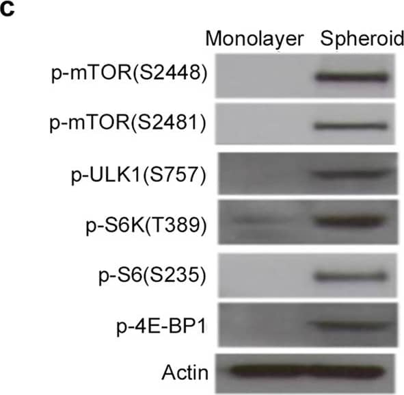 Western Blot: beta-Actin Antibody (AC-15) [NB600-501] - Activation of the mTOR signaling pathway during spheroid formation on chitosan film. (a, Left panel) After 48 hr of seeding on monolayer or with chitosan coating (Spheroid), cell lysates were analyzed using the Human Phospho-MAPK Array kit. (a, Right panel) the spots of phospho-mTOR (S2448) were analyzed by an image analysis system. (b & c) Whole-cell lysates were analyzed by western blotting with specific antibodies against indicated molecules.  beta -tubulin & actin were used as the loading control. (d) Immunostaining of p-mTOR (S2448), p-S6 (S235), & p-4EBP1 in 3D spheres. DAPI merged images are shown in the low panel. Scale bar = 50 μM. The results are expressed as the mean ± standard deviation of three independent experiments, which is representative of MSCs from two individuals. **p < 0.01 compared with monolayer cells. Image collected & cropped by CiteAb from the following publication (//www.nature.com/articles/s41598-017-10708-0), licensed under a CC-BY license. Not internally tested by Novus Biologicals.