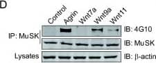 Western Blot: beta-Actin Antibody (AC-15) [NB600-501] - Wnt effect on AChR clustering requires interaction with MuSK. A, Wnt9a & Wnt11, but not Wnt7a, bind MuSK in vitro. Flag-Wnts immobilized beads were incubated with MuSKect-Myc. Bound proteins were isolated, resolved by SDS-PAGE & blotted with antibodies against Myc & Flag. B, Wnt11 binds CRD of MuSK. Flag-Wnt11 immobilized beads were incubated with MuSKect, MuSKect delta CRD or MuSKCRD. Interactions were assayed as in A. *, p < 0.05, n = 3. C, Wnt-induced AChR clustering is rescued by MuSK, but not MuSK delta CRD, in MuSK-/- cells. MuSK-/- cells were transfected without or with respective constructs & resulting myotubes (identified by GFP encoded by the expression construct) were assayed for AChR cluster formation in response to agrin or Wnts as in Figure 1. Arrows, AChR clusters. *, p < 0.01, Student's t test. D, Wnt9a & Wnt11 induce MuSK tyrosine phosphorylation. C2C12 myotubes were treated by agrin or Wnts for 1 h. MuSK was purified by immunoprecipitation & probed with the 4G10 antibody. E, Wnt9a & Wnt11 induce MuSK dimerization. Flag-MuSK & MuSK-Myc were transfected into C2C12 myoblasts & resulting myotubes were treated by Wnts, agrin or control media for 1 h. Flag-MuSK was precipitated by Flag antibody & associated MuSK-Myc was determined by anti-Myc antibody. Band intensity of immunoblot was analyzed by ImageJ software. *, p < 0.01, one-way ANOVA with Student's t test. Image collected & cropped by CiteAb from the following publication (//pubmed.ncbi.nlm.nih.gov/22309736), licensed under a CC-BY license. Not internally tested by Novus Biologicals.