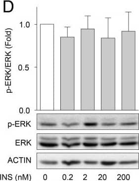 Western Blot: beta-Actin Antibody (AC-15) [NB600-501] - Effects of insulin on AKT & ERK phosphorylation & cell viability in primary human pancreatic duct cells. Phosphorylated AKT & ERK were measured in primary pancreatic exocrine cultures treated with the indicated concentrations of insulin for 5 minutes (A, B) & 24 hours (C, D) (n =3-4) Fold refers to the fold change of sample relative to control at the same time point. (E) Quantification of automated cell-counting studies employing live-cell imaging of Hoechst-labeled cell cultures over 60 hours. (n =3). (F) Quantification of proliferation by BrdU staining of treated relative to untreated over 3 days (n =4). (G) Quantification of the average number of dying/dead treated cells, propidium iodide (PI) labeled, over 60 hours relative to non-treated cells. (n =3). (H) Human exocrine cells were exposed to 0, 0.2, 2, 20, 200 nM insulin for 3 days. Bright-field images are representative of 3 cultures. (I) Effects of inhibition of RAF1/ERK signalling on PI incorporation with 10 μM GW5074 or AKT signalling with 100 nM Akti1/2 on human primary pancreatic exocrine cell viability (n =3). SF denotes serum free. Repeated Measures ANOVA analyses with Bonferroni’s post-test were performed. *Represents statistical significance of p < 0.05 when compared to DMSO control. Image collected & cropped by CiteAb from the following publication (//pubmed.ncbi.nlm.nih.gov/25373319), licensed under a CC-BY license. Not internally tested by Novus Biologicals.