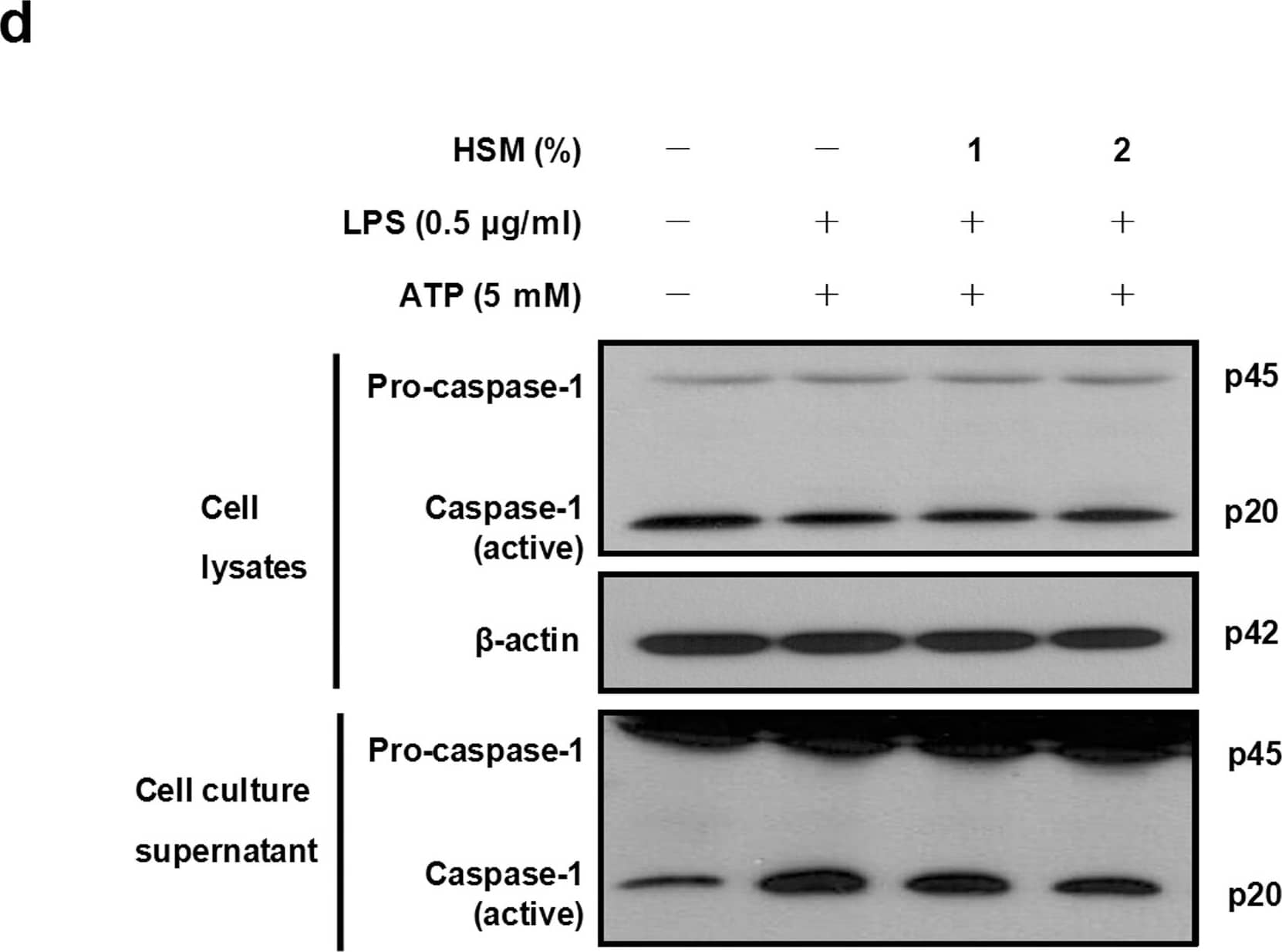 Western Blot: beta-Actin Antibody (AC-15) [NB600-501] - Effects of HSM on ATP-mediated caspase-1 gene expression & activation in human macrophages.Cells were pretreated with HSM extracts (1 or 2%) for 20 h, followed by treatment with LPS (0.5 μg/ml) for 3 h & subsequently ATP (5 mM) for 1 h. (a) The mRNA expression levels of caspase-1 were determined by RT-PCR analysis. (b) Caspase-1 mRNAs were quantified using real-time PCR.  beta -actin gene expression was used for normalization. The results are expressed as fold changes, considering one as the value of untreated cells. (c) The secretion of caspase-1 subunit p20 into the supernatants of THP-1 macrophages was assessed by ELISA. (d) Cell lysates & culture supernatants were Western-blotted to detect pro-caspase-1 p45 & caspase-1 subunit p20. Data are presented as means ± SE of three experiments preformed in duplicate. #P < 0.01 versus untreated cells. *P < 0.01 versus HSM-untreated control (ethanol) cells. †P < 0.05 versus HSM (1%) treated cells. Image collected & cropped by CiteAb from the following publication (//pubmed.ncbi.nlm.nih.gov/23459183), licensed under a CC-BY license. Not internally tested by Novus Biologicals.