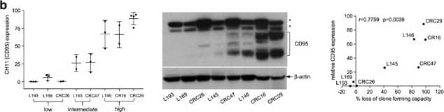 Western Blot: beta-Actin Antibody (AC-15) [NB600-501] - Chronic CD95 stimulation reduces colony-forming capacity in human colonospheres. (a) Human colonosphere cultures isolated from the tumors of nine distinct colon cancer patients were pretreated with FC control or FC-CD95L (10 ng/ml) for 2 weeks, seeded as single cells in Matrigel & cultured continuously in the absence or presence of FC-CD95L. Colony formation was scored after 2 weeks. The experiments were performed multiple times with similar results (L145: n=4, L146: n=4, L167: n=3, CRC47 n=4, CRC29 n=3, L193 n=2, CRC26 n=1, L169 n=4, CR16 n=3). One representative experiment is shown (triplicate values). (b) The expression of CD95 was measured with FACS (CH11, left panel) & with western blotting (middle panel; asterisks indicate non-specific bands). The FACS results are plotted as the percentage CH11-positive cells over control for each cell line. Averaged FACS values were then plotted against the percentage growth inhibition (right panel). The Pearson correlation & the accompanying P-value are shown in the inset. (c) CRC29 cells were cultured in the presence of FC control or FC-CD95L for 2 weeks & were then processed for FACS analysis of DNA content using PI. (d) CRC29 cells were cultured in the presence of control or CD95L for 2 weeks, labeled with CFSE, & subsequently plated in Matrigel as single cells. Cells were collected from the Matrigel & analyzed for maintenance of the fluorescent signal by FACS at days 2, 4, & 7 after plating. (e) The experiment was performed as in a, comparing a 2-day treatment to chronic stimulation with FC-CD95L during colony formation Image collected & cropped by CiteAb from the following publication (//pubmed.ncbi.nlm.nih.gov/28300842), licensed under a CC-BY license. Not internally tested by Novus Biologicals.