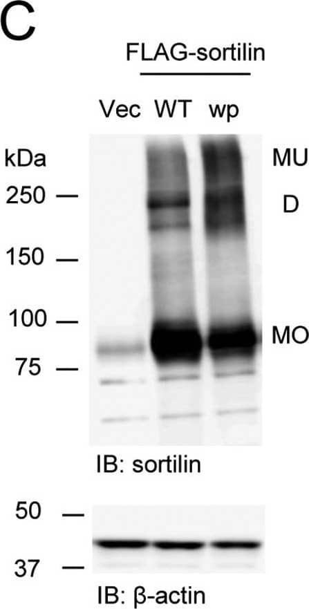 Western Blot: beta-Actin Antibody (AC-15) [NB600-501] - Sortilin S316E & sortilin wp increase dimerization in HEK293 cells, & the addition of propeptide decreases dimerization in the extracellular vesicles of FLAG-sortilin HEK293 cells.A, schematic of FLAG-sortilin WT, S316E, & wp. Serine 316 was replaced by glutamic acid in FLAG-sortilin S316E. Propeptide was removed in FLAG-sortilin wp. SP, signal peptide; PP, propeptide. B, S316E increased dimerization of sortilin in HEK293 cells (n = 3). C, removal of propeptide increased dimerization of sortilin in HEK293 cells (n = 3). D & E, addition of propeptide (100 nmol/liter) decreased dimerization of sortilin in the extracellular vesicles of FLAG-sortilin HEK293 cells (E), whereas a decrease in the cells was not observed (D) (n = 2). Monomers & homodimers of high & low molecular weight are abbreviated as MO, D(HMW), & D(LMW), respectively. Vec, vector; IB, immunoblotting. Image collected & cropped by CiteAb from the following publication (//pubmed.ncbi.nlm.nih.gov/29382723), licensed under a CC-BY license. Not internally tested by Novus Biologicals.