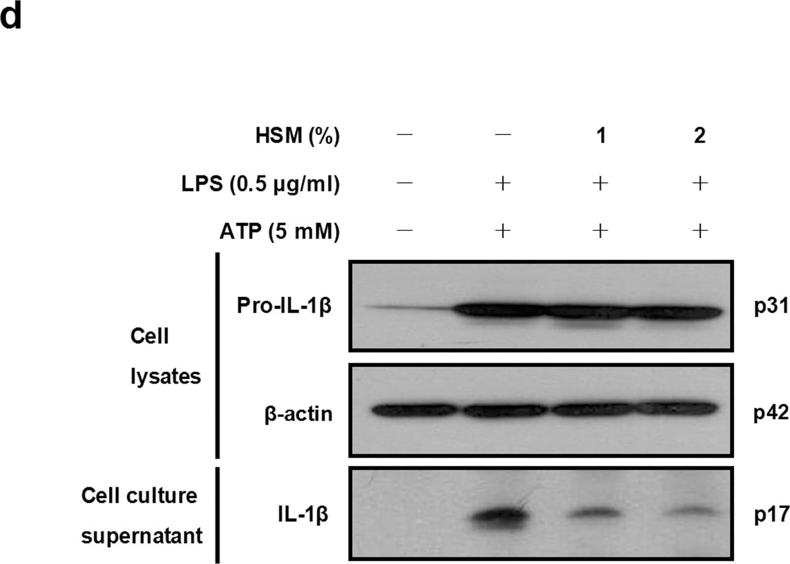 Western Blot: beta-Actin Antibody (AC-15) [NB600-501] - Effects of HSM on IL-1 beta  gene expression & secretion in human macrophages.Cells were pre-treated with either 1 or 2% of HSM extract for 20 h, followed by treatment with LPS (0.5 μg/ml) for 3 h & with ATP (5 mM) for 1 h. (a) The mRNA expression levels of IL-1 beta  were determined by RT-PCR analysis. (b) IL-1 beta  mRNAs were quantified using real-time PCR.  beta -actin gene expression was used for normalization. The results are expressed as fold changes, considering one as the value of untreated cells. (c) The amount of IL-1 beta  in cell culture supernatants was detected by ELISA. (d) The presence of IL-1 beta  in cell lysates & cell culture supernatants were analyzed by Western blot analysis. Data are presented as means ± SE of three experiments performed in duplicate. #P < 0.01 versus untreated cells. *P < 0.01 versus HSM-untreated (ethanol-treated) control cells. †P < 0.05 versus HSM (1%) treated cells. Image collected & cropped by CiteAb from the following publication (//pubmed.ncbi.nlm.nih.gov/23459183), licensed under a CC-BY license. Not internally tested by Novus Biologicals.
