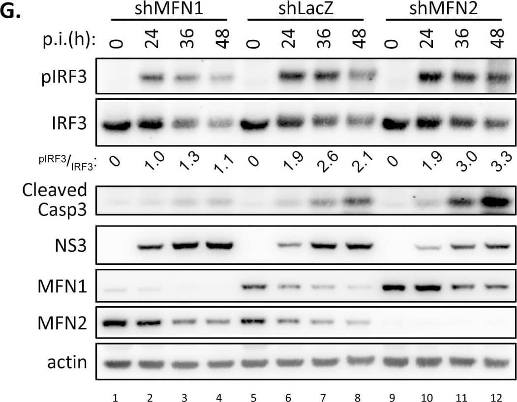 Western Blot: beta-Actin Antibody (AC-15) [NB600-501] - Silencing MFN1 or MFN2 reveals their distinct roles in DENV infection.(A & B) RT-qPCR (A) & western blot (B) validation of A549 cells stably expressing shRNA targeting LacZ, MFN1 or MFN2. Data in panels A & C-F are mean ± SD (n = 3 per group) & were compared by two-tailed Student’s t test. Quantification in panel B is the relative ratio of the indicated protein to actin expression. (C) LDH release assay of shLacZ-, shMFN1- or shMFN2-expressing A549 cells infected with DENV serotype 2 (moi 10) for the indicated time. (D) DENV plaque-forming assay of shLacZ-, shMFN1- or shMFN2-expressing A549 cells infected with DENV (moi 0.1) for 24 or 48 h. (E) Analysis of antiviral activity in culture media from indicated cells with DENV infection (moi 5, 48 h) against dSinF-Luc/2A virus. (F) RT-qPCR analysis of IFN beta  mRNA level in DENV infected (moi 10) A549-shLacZ, -shMFN1, & -shMFN2 cells for the indicated time. (G) Western blot analysis of DENV infected (moi 10) A549 cells expressing shLacZ, shMFN1 or shMFN2. The relative ratios of band intensity were quantified as indicated. (H) Flow cytometry with JC-1 staining of shLacZ-, shMFN1 or shMFN2-expressing A549 cells infected with DENV (moi 5) for 30 h. Decreased red/green fluorescence ratio of JC-1 represents disrupted MMP. CCCP, carbonyl cyanide m-chlorophenyl hydrazone, an ionophore that disrupts MMP. (I) Plaque forming assay of vesicular stomatitis virus (VSV) by using A549 cells expressing shLacZ, shMFN1 or shMFN2 as indicated. pfu, plaque-forming unit. Image collected & cropped by CiteAb from the following publication (//dx.plos.org/10.1371/journal.ppat.1005350), licensed under a CC-BY license. Not internally tested by Novus Biologicals.