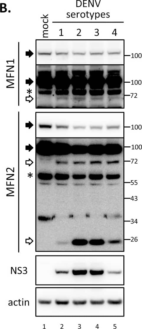Western Blot: beta-Actin Antibody (AC-15) [NB600-501] - The cleaved MFN fragments were further degraded by host proteasome machinery.(A) Western blot analysis of A549+on/MFN1 (lane 1–6) & /MFN2 (lane 7–12) cells with Dox treatment (all lanes) & DENV infection (lane 3–6 & 9–12). The cells were infected with DENV serotype 2 (moi 5) for 24 h, then incubated in culture media containing Dox (1 μg/ml) with (lanes 5–6 & 11–12) or without MG132 (0.5 μM) for 16 h. (B) Western blot analysis of four different serotypes DENV-infected A549 cells incubated with MG132-containing medium. (C) Western blot analysis of endogenous MFN1 & 2 cleavage in A549 stable cells overexpressing WT or protease-dead mutant (S135A) of DENV NS2B3 with or without 18-h treatment with MG132 (0.5 μM). Filled arrow: full-length; open arrow: cleaved product; star: non-specific band. The longer exposure images for endogenous MFN1 & 2 signals are also shown in panels B & C. Image collected & cropped by CiteAb from the following publication (//dx.plos.org/10.1371/journal.ppat.1005350), licensed under a CC-BY license. Not internally tested by Novus Biologicals.