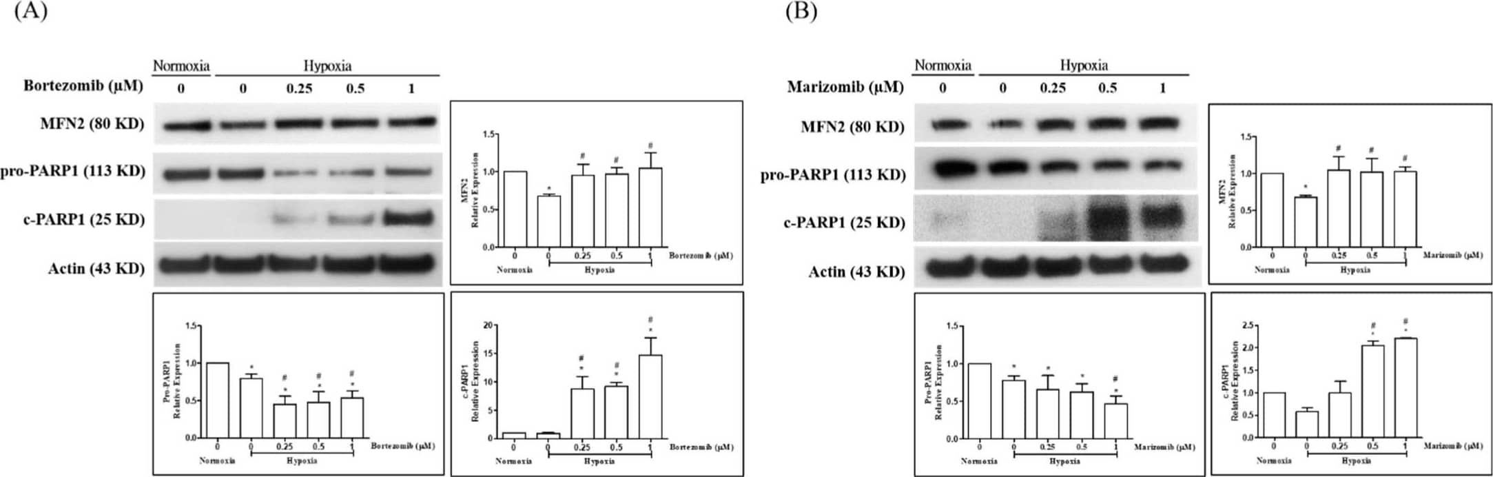 Western Blot: beta-Actin Antibody (AC-15) [NB600-501] - Proteasome inhibitors restored the expression of MFN2 & induced apoptosis under hypoxic conditions. HPASMCs were exposed to hypoxic conditions & were treated with bortezomib & marizomib for 24 h. The expression of MFN2, pro-PARP1, & cleaved PARP1 were detected by Western blotting. The expression of actin was used as a loading control. Bortezomib (A) & marizomib (B) restored the expression of MFN2-inhibited by hypoxia, inhibited the levels of pro-PARP1, & induced the level of cleaved PARP1. One-way ANOVA was used to determine the differences between the experimental & vehicle control (DMSO) groups & the Newman–Keuls Multiple Comparison Test was used as a post hoc test following ANOVA. The data represent means ±standard error of three independent experiments. * p < 0.05 versus normoxic group. # p < 0.05 versus hypoxic control group. Image collected & cropped by CiteAb from the following publication (//pubmed.ncbi.nlm.nih.gov/35453623), licensed under a CC-BY license. Not internally tested by Novus Biologicals.