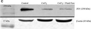 Western Blot: beta-Actin Antibody (AC-15) [NB600-501] - (A) shows western blots of nuclear extracts of mCCD cells treated with 100 μmol/L CoCl2. Treatment with CoCl2 increased stabilization of HIF1 alpha  in the nucleus of the cells. GAPDH levels are shown as loading controls. (B) shows western blots of whole cell extracts of mCCD cells treated with 100 μmol/L CoCl2 for 4 h. As shown in the images, treatment with CoCl2 increased the EPO production by cells. Beta actin levels are shown as loading controls. (C) shows western blots of whole cell extracts of mCCD cells treated with 100 μmol/L CoCl2 for 4 h & chronic fluid flow. As shown in the images, treatments decreased ZO‐1 production by cells independently of fluid flow stimulation. Beta actin levels are shown as loading controls. (D) shows western blots of whole cell extracts of mCCD cells treated with 100 μmol/L CoCl2 for 4 h & chronic fluid flow. As shown in the images, treatments decreased NaKATPase production by cells independently of fluid flow stimulation. Beta actin levels are shown as loading controls. (E) Densitometric analysis of Western blots presented in (A–D). HIF1 alpha  level: P = 0.004 (N = 3), t‐test, showing significant nuclear stabilization of HIF1 alpha . EPO level: increases slightly though not statistically significant (N = 3, P > 0.05, One‐way ANOVA). ZO‐1 level: P < 0.0001 (N = 4), One‐way ANOVA, showing significant decrease in ZO‐1 levels, independent of fluid flow. NaKATPase  alpha 1 subunit level: P = 0.001 (N = 3), One‐way ANOVA, showing significant decrease in NaKATPase  alpha 1 subunit levels, largely independent of fluid flow. Image collected & cropped by CiteAb from the following publication (//pubmed.ncbi.nlm.nih.gov/29263117), licensed under a CC-BY license. Not internally tested by Novus Biologicals.