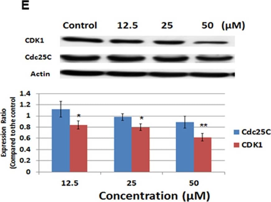 Western Blot: beta-Actin Antibody (AC-15) [NB600-501] - Celecoxib induced cell cycle arrest at the G2 phase in CGCCA cells.CGCCA cells were treated with the indicated concentration of celecoxib for 1 day, & the cell cycle distribution was analysed. (A & B) After 1 day of celecoxib treatment, CGCCA cells were analysed by flow cytometry to determine cell cycle distribution. (C) Treated CGCCA cells were stained with PI to show condensed chromatin (white arrow) in M-phase cells. In the right lower panel, the (+) & (–) are examples of cells with & without condensed chromatin, respectively. (D) Ratio of CGCCA cells at M-phase. (E) Expression levels of Cdc25C & CDK1 in CGCCA cells after 1 day of treatment with the indicated concentrations of celecoxib as measured using western blot. Results are presented as % of the control. Each value is a mean ± SD of 3 to 5 determinations. *p<0.05, **p<0.001 (versus control). Image collected & cropped by CiteAb from the following publication (//dx.plos.org/10.1371/journal.pone.0069928), licensed under a CC-BY license. Not internally tested by Novus Biologicals.