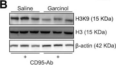 Western Blot: beta-Actin Antibody (AC-15) [NB600-501] - In vivo inhibition of histone acetylation by garcinol improves survival & reduces injury in acute liver failure. (A) Kaplan-Meier survival curves of mice receiving 20 mg/kg/day of garcinol (n = 8) or saline (n = 5) for 5 days prior to the injection of the CD95-Ab. Means ± SDs are shown. Long-rank test p = 0.0473. (B) Western blotting for histone H3 (H3) & acetylated histone H3 (H3K9) on livers harvested 6 h after the administrations of CD95-Ab.  beta -actin was used as a loading control. (C) Densitometric quantifications of H3K9 over H3 from the Western blotting shown in B; t test; *p <0.05. (D) Representative TUNEL (upper panels) & H&E (lower panels) staining of livers harvested 6 h after the administrations of CD95-Ab or saline. (E) Quantifications of TUNEL-positive cells & (F) Necrotic areas on livers of at least three sections from each mouse (at least n = 4 mice per group). Means ± SDs are shown. Likelihood ratio test for generalized linear model: *p = 2.2 × 10−16. ANOVA plus Tukey’s post hoc test; for necrotic area: *p = 2.45 × 10−8. Enzyme activities of PDHC (G) & LDH (H) in nuclear fractions (nPDHC & nLDH) of livers harvested 6 h after CD95-Ab injections in mice treated with garcinol (n = 5) or saline (n = 4). Means ± SDs are shown. ANOVA plus Tukey’s post hoc test: p = 0.11 for nPDHC; p = 0.1 for nLDH. Ab, antibody; A.U., arbitrary units; nLDH, nuclear lactate dehydrogenase; nPDHC, nuclear pyruvate dehydrogenase complex; NS, not statistically significant; TUNEL, terminal deoxynucleotidyl transferase dUTP nick end labeling. (This figure appears in colour on the web.) Image collected & cropped by CiteAb from the following publication (//pubmed.ncbi.nlm.nih.gov/29580866), licensed under a CC-BY license. Not internally tested by Novus Biologicals.