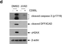 Western Blot: beta-Actin Antibody (AC-15) [NB600-501] - CD95-induced senescence is mediated by low-level canonical caspase signaling. (a) CRC29 colonospheres were exposed once (cycle 1) or chronically exposed to CD95L (10 ng/ml) for 2 weeks (cycle 2), & collected at the indicated time points. Cells were collected & analyzed for the presence of activated (cleaved) caspase-3 by western blotting. (b–c) CRC29 colonospheres were exposed to CD95L (5 ng/ml) in the presence or absence of zVAD (25 μM) for 1 or 7 days & were then processed for imunofluorescence analysis of caspase-3 activation (b) & DNA damage ( gamma -H2AX) (c) An overview of the significance of all comparisons is provided in Supplementary Table S1. (d) Colonspheres were exposed to CD95L (10 ng/ml) for 24 h in the presence or absence of zVAD (25 μM) followed by western blot analysis of caspase cleavage & iCAD processing. (e & f) CRC29 colonospheres were exposed to increasing concentrations of CD95L as indicated in the presence or absence of zVAD (25 μM), after which SA-beta GAL (e) & clone-forming capacity (f) were assessed at 7 or 14 days, respectively. The asterisks indicate significant differences (ordinary one-way ANOVA) (****P<0.00001; **P<0.001). An overview of the significance of all comparisons is provided in Supplementary Table S1 Image collected & cropped by CiteAb from the following publication (//pubmed.ncbi.nlm.nih.gov/28300842), licensed under a CC-BY license. Not internally tested by Novus Biologicals.