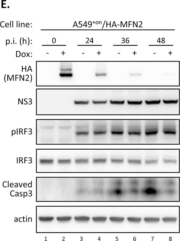 Western Blot: beta-Actin Antibody (AC-15) [NB600-501] - Effects of MFN1 or MFN2 overexpression on DENV infection.(A) Western blot analysis of A549+on/HA-MFN1 cells induced with Dox (1 μg/ml) or not for 18 h, then infected with DENV serotype 2 for 24 or 48 h by the indicated moi. The relative ratios of band intensity were quantified by ImageJ. p.i. (h): hours post infection. (B) DENV plaque-forming assay of culture supernatants from A549+on/HA-MFN1 cells cultured with or without Dox (1 μg/ml) for 18 h, then infected with DENV (moi 0.1 or 10) as indicated. Data in panels B-D & F-G are mean ± SD (n = 3 per group) & were compared by two-tailed Student’s t test. (C) RT-qPCR analysis of IFN beta  mRNA expression at indicated time point in DENV-infected (moi 10) A549+on/HA-MFN1 cells with or without an 18 h-Dox-pretreatment. (D) Analysis of antiviral activity against dSinF-Luc/2A virus in culture media from A549+on/HA-MFN1 cells with DENV infection (moi 5, 48 h) with or without 18-h Dox pretreatment. (E) Western blot analysis of A549+on/HA-MFN2 cells induced with Dox (1 μg/ml, 18 h) or not, then infected with DENV (moi 10) for the indicated time. (F & G) Analysis of the culture supernatants derived from panel E for DENV titer (F) & LDH release (G). (H) Flow cytometry of A549+on/HA-MFN2 cells double stained with JC-1 & annexin V. Cells were infected with DENV (moi 5) for 48 h with or without 18-h Dox pre-treatment. Decreased red/green fluorescence ratio of JC-1 represents disrupted MMP. Image collected & cropped by CiteAb from the following publication (//dx.plos.org/10.1371/journal.ppat.1005350), licensed under a CC-BY license. Not internally tested by Novus Biologicals.