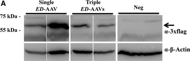 Western Blot: beta-Actin Antibody (AC-15) [NB600-501] - Triple AAV Vectors Drive Full-Length Protein Expression in the Pig Retina(A) Western blot (WB) analysis of lysates from Large White pig retina 2 months following subretinal injection of either single or triple AAV2/8 vectors encoding for ED under the control of the PR-specific promoter IRBP. The arrow indicates the full-length protein. (B) WB analysis of truncated products in lysates from Large White pig retina 2 months following subretinal injection of the combinations of triple ED-AAVs. Lysates of HEK293 cells infected with an ED-AAV 1 + 2 + 3 are shown on the left as positive control. The arrows indicate the following products: #A, ED full-length protein; #E, probably from AAV 3.  alpha -3xflag, WB with anti-3xflag antibodies;  alpha -beta -Actin, WB with anti-beta -Actin antibodies, used as loading control. Neg, lysates of retinas following injection with PBS. The molecular weight ladder is depicted on the left; 200 μg of proteins were loaded. Image collected & cropped by CiteAb from the following publication (//pubmed.ncbi.nlm.nih.gov/29292161), licensed under a CC-BY license. Not internally tested by Novus Biologicals.