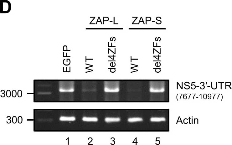 Western Blot: beta-Actin Antibody (AC-15) [NB600-501] - Zinc-finger motifs of ZAP are required for JEV RNA binding & its antiviral activity.(A) Schematic representation of human ZAP isoforms (ZAP-L, 902 a.a. & ZAP-S, 699 a.a.). The four tandem CCCH-type zinc-finger (ZF) motifs within the N-terminus of ZAP are shown as solid black boxes. Deletion of the four ZFs (a.a. 73–193) are indicated with a dashed line. (B) 293T/17 cells infected with JEV (MOI = 5) for 16 h were transfected with plasmids expressing EGFP, WT or ZF-deleted ZAP-L-V5 & ZAP-S-V5 for additional 24 h. The viral RNA bound with V5-tagged proteins was pulled down by anti-V5 agarose affinity gel & amplified by RT-PCR with JEV 3′-UTR specific primers (middle panel). RT-PCR of input viral RNA in JEV-infected cells (lower panel). Western blot analysis of the immunoprecipitated ZAP-L & ZAP-S (WT & del4ZFs) (upper panel). (C-E) The indicated cells were infected with JEV (MOI = 5) for 10 h. Cell lysates, total RNA, & culture supernatants were determined for the indicated proteins by western blot (C), viral RNA by RT-PCR (D), & viral titer by plaque assay (E). Representative data from three independent experiments shown as mean ± SD (n = 3) were analyzed by two-tailed Student’s t test. *** P≤0.001. Image collected & cropped by CiteAb from the following publication (//pubmed.ncbi.nlm.nih.gov/30016363), licensed under a CC-BY license. Not internally tested by Novus Biologicals.