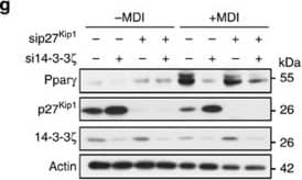 Western Blot: beta-Actin Antibody (AC-15) [NB600-501] - Defects in adipogenesis due to 14-3-3 zeta  depletion are due to cell cycle arrest & up-regulation of Cdkn1b/p27Kip1.(a–d) Analysis by flow cytometry (a) of control or si14-3-3 zeta -transfected 3T3-L1 cells at different stages of the cell cycle at 0 (b), 24 (c) & 48 (d) hours following differentiation (n=4 independent experiments; *P<0.05 when compared with siCon-transfected cells, assessed by Student's t-test). (e) Analysis of various cell cycle regulatory genes by RNA-Seq from siCon- or si14-3-3 zeta  transfected 3T3-L1 adipocytes (n=4 per goup, *P<0.05 when compared with siCon cells at the same time point, assessed by Student's t-test). (f) Immunoblotting of p27Kip1 from lysates of differentiating of siCon- or si14-3-3 zeta -3T3-L1 adipocytes (n=4 experiments). (g,h) Co-transfection of siRNA against 14-3-3 zeta  & p27Kip1 was used to examine whether knockdown of both proteins could restore differentiation, as determined by Ppar gamma  expression (g) or Oil Red-O staining (h). (n=4 independent experiments). Error bars represent s.e.m. Image collected & cropped by CiteAb from the following publication (//pubmed.ncbi.nlm.nih.gov/26220403), licensed under a CC-BY license. Not internally tested by Novus Biologicals.