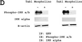 Western Blot: beta-Actin Antibody (AC-15) [NB600-501] - Activation of NF-kappa B through NRAGE is specific to the non-canonical BMP pathway. A: 293 cells were transfected with full length NRAGE:EGFP or stimulated with BMP-4 & incubated with or without IKK VII inhibitor, & NF-kappa B activation assessed by luciferase assay. B: 293 cells were transfected with full length NRAGE:EGFP or stimulated with BMP-4 & incubated with or without Tak1 or Tab1 morpholinos, & NF-kappa B activation assessed by luciferase assay. C: Endogenous phosphorylation of IKK-alpha / beta  in 293 cells transfected with Tak1 or Tab1 morpholinos prior to 10 ng/ml BMP-4 stimulation for one hour. D: 293 cells were transfected with full length NRAGE:EGFP, incubated with or without Tak1 or Tab1 morpholinos immunoprecipitated with rabbit anti-GFP & western blotted for IKK  alpha / beta -phosphorylation & total IKK  alpha . E: Western blot of Tak1 & Tab1 proteins in 293 cells with & without morpholinos. Luciferase assays were performed in triplicate & presented as fold increase over renilla. * P < 0.05; vs NRAGE construct or BMP-4 treatment by the two-tailed unpaired Student's t-test. Image collected & cropped by CiteAb from the following publication (//pubmed.ncbi.nlm.nih.gov/20100315), licensed under a CC-BY license. Not internally tested by Novus Biologicals.