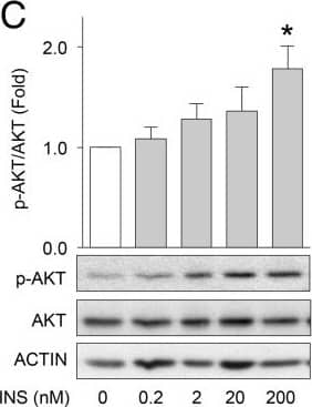 Western Blot: beta-Actin Antibody (AC-15) [NB600-501] - Effects of insulin on AKT & ERK phosphorylation & cell viability in primary human pancreatic duct cells. Phosphorylated AKT & ERK were measured in primary pancreatic exocrine cultures treated with the indicated concentrations of insulin for 5 minutes (A, B) & 24 hours (C, D) (n =3-4) Fold refers to the fold change of sample relative to control at the same time point. (E) Quantification of automated cell-counting studies employing live-cell imaging of Hoechst-labeled cell cultures over 60 hours. (n =3). (F) Quantification of proliferation by BrdU staining of treated relative to untreated over 3 days (n =4). (G) Quantification of the average number of dying/dead treated cells, propidium iodide (PI) labeled, over 60 hours relative to non-treated cells. (n =3). (H) Human exocrine cells were exposed to 0, 0.2, 2, 20, 200 nM insulin for 3 days. Bright-field images are representative of 3 cultures. (I) Effects of inhibition of RAF1/ERK signalling on PI incorporation with 10 μM GW5074 or AKT signalling with 100 nM Akti1/2 on human primary pancreatic exocrine cell viability (n =3). SF denotes serum free. Repeated Measures ANOVA analyses with Bonferroni’s post-test were performed. *Represents statistical significance of p < 0.05 when compared to DMSO control. Image collected & cropped by CiteAb from the following publication (//pubmed.ncbi.nlm.nih.gov/25373319), licensed under a CC-BY license. Not internally tested by Novus Biologicals.