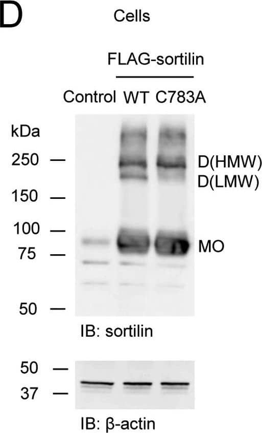 Western Blot: beta-Actin Antibody (AC-15) [NB600-501] - Mutation of Cys783 abolishes dimerization of sortilin.A, schematic of His6-sortilin 10CC+TMD, FLAG-sortilin WT & C783A, & His6-sortilin ICD+TMD WT & C783A. Cysteine 783 was replaced by alanine. SP, signal peptide; PP, propeptide. B, expression vector of His6-sortilin 10CC+TMD was transfected in HEK293 cells. Dimerization of His6-sortilin 10CC+TMD was detected in non-reducing Western blotting with anti-His6 antibody (n = 3). C, sortilin ICD+TMD C783A did not form homodimers in HEK293 cells in the non-reducing Western blotting (n = 3). D & E, C783A decreased sortilin homodimers of low molecular weight in the cells (D) & extracellular vesicles (E) of HEK293 cells in non-reducing Western blotting (n = 3). F & G, 24-h incubation with 2-FPA, an inhibitor of palmitoylation, increased sortilin homodimers of low molecular weight in HEK293 cells stably overexpressing FLAG-sortilin (F) & their extracellular vesicles (G) (n = 3). Monomers & homodimers of high & low molecular weight are abbreviated as MO, D(HMW), & D(LMW), respectively. IB, immunoblotting. Image collected & cropped by CiteAb from the following publication (//pubmed.ncbi.nlm.nih.gov/29382723), licensed under a CC-BY license. Not internally tested by Novus Biologicals.