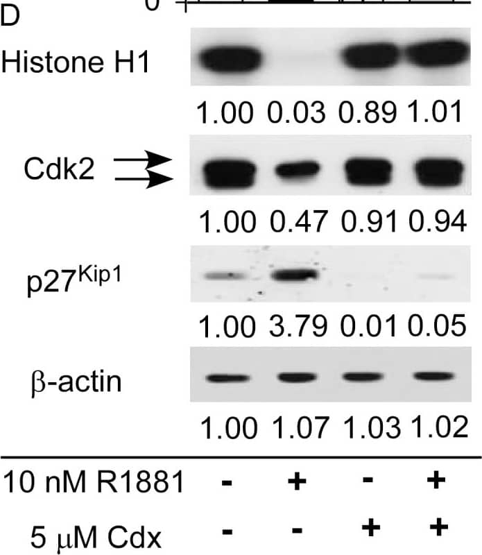 Western Blot: beta-Actin Antibody (AC-15) [NB600-501] - Effects of androgen & anti-androgen on cell proliferation, cell cycle, & Cdk2 activity in LNCaP 104-R1 cells.(A) Gene expression of CDKN1B was determined in LNCaP 104-R1 cells treated with 0, 0.1, or 10 nM R1881 for 96 h using qRT-PCR. LNCaP 104-R1 cells treated with 10 nm R1881 in the presence or absence of 5 µm anti-androgen Casodex for 96 h. Asterisk * denotes significant difference p<0.05 of the treated cells as compared to control cells. (B) Relative cell number was determined by fluorometric DNA assay. (C) Percentage of cell population in S phase was determined by flow cytometry analysis. Asterisk * denotes a significant difference (p<0.05) of the treated cells as compared to control cells. (D) Histone H1 phosphorylation was assayed using Cdk2 immunoprecipitated from cell lysate containing 2 mg protein. Relative radioactivity was determined by scanning with a Storm 860 phosphoimager (Molecular Dynamics, Sunnyvale, CA, U.S.A.). Protein expression level of Cdk2, p27Kip1, &  beta -actin were determined by Western blotting from the same cell lysates. Abundance of  beta -actin protein was used as loading control. Image collected & cropped by CiteAb from the following publication (//pubmed.ncbi.nlm.nih.gov/25271736), licensed under a CC-BY license. Not internally tested by Novus Biologicals.
