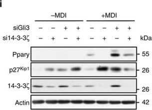 Western Blot: beta-Actin Antibody (AC-15) [NB600-501] - 14-3-3 zeta  suppresses hedgehog signalling to control the expression of p27Kip1.(a) Measurement of relative luciferase activity from various lengths of the Cdkn1b promoter in control or 14-3-3 zeta -depleted NIH-3T3 cells (n=7–8 per group, *P<0.05 when compared with control cells as assessed by Student's t-test). (b) Transcription factor binding sites within the −939–554 promoter region of Cdkn1b. (c) Hedgehog signalling (Gli-dependent) transcriptional activity in control or si14-3-3 zeta -transfected Shh-light2 cells treated with 100 nM SAG. (n=4 per group, *P<0.05 when compared to control cells, as assessed by Student's t-test). (d) Expression levels of various components of the hedgehog signalling pathway in differentiating control & 14-3-3 zeta -depleted 3T3-L1 cells, as measured by RNA-seq (n=4 per group, *P<0.05 when compared to control cells, as assessed by Student's t-test). (e) Immunoblotting of full length (∼170 kDa) & processed (∼80 kDa) Gli3 in 14-3-3 zeta -depleted 3T3-L1 cells treated with MDI (representative of n=3 experiments). (f,g) Co-immunoprecipitation of endogenous (f) 14-3-3 zeta  or (g) Gli3 from lysates of 3T3-L1 cells treated with MDI for 24 h (representative of n=3 experiments) (h) ChIP-qPCR analysis of Gli3 occupancy on the Cdkn1b promoter in 3T3-L1 cells treated with MDI for 24 h (n=4 per group, *P<0.05, as assessed by Student's t-test). (i,j) Co-transfection of siRNA against 14-3-3 zeta  & Gli3 was used to examine whether knockdown of both proteins could restore differentiation, as determined by Ppar gamma  expression (i) or Oil Red-O staining (j) (n=4 independent experiments). Error bars represent s.e.m. Image collected & cropped by CiteAb from the following publication (//pubmed.ncbi.nlm.nih.gov/26220403), licensed under a CC-BY license. Not internally tested by Novus Biologicals.