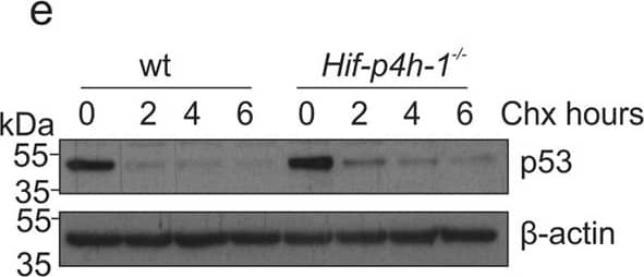 Western Blot: beta-Actin Antibody (AC-15) [NB600-501] - Lack of HIF-P4H-1 increases the amount of p53. (a) Western blot analysis of p53 in wt & Hif-p4h-1−/− MEFs cultured in 21% or 1% O2 for 24 h. (b,c) Western blot analysis of p53 in Hif-p4h-1 & scrambled (Scrm) siRNA transfected HEK293 cells (b) & wt MEFs treated with 50 µM FG4497 for 24 h (c). (d) qPCR analysis of p53 mRNA in wt & Hif-p4h-1−/− MEFs cultured in 21% or 1% O2 for 24 h. (e) Analysis of p53 protein turnover rate. Hif-p4h-1−/− & wt MEFs were treated with 200 μg/ml of cycloheximide for the indicated time points & whole cell lysates were blotted for p53. (f) Western blot analysis of MDM2 in wt & Hif-p4h-1−/− MEFs cultured in 21% or 1% O2 for 24 h. (g) Western blot analysis of p53 & MDM2 in wt MEFs treated with 10 μM nutlin-3a for 24 h with or without overexpression of human HIF-P4H-1 (OE). (h,i) Western blot analysis of HIF1 alpha  in wt & Hif-p4h-1−/− MEFs cultured in 21% or 1% O2 for 24 h (h) & in scrambled & Hif-p4h-1 siRNA transfected HEK293 cells (i). (j) Western blot analysis of ubiquitination of p53 in Hif-p4h-1 & scrambled siRNA transfected HEK293 cells. The cells were transfected with HA-ubiquitin & endogenous p53 was immunoprecipitated followed by Western blotting with anti-HA & anti-P53 antibodies. (k) Western blot analysis of p53 in Hif-p4h-1−/− & wt MEFs were treated with or without 10 μM MG132 for 5 h. Data are presented as representative Western blots & as mean ± s.d., n = at least 3 individual MEF isolates or experiments. *P < 0.05, **P < 0.01 & ***P < 0.001, two-tailed Student’s t-test. Unprocessed original scans of blots are shown in Supplementary Fig. 5. Image collected & cropped by CiteAb from the following publication (//www.nature.com/articles/s41598-017-17376-0), licensed under a CC-BY license. Not internally tested by Novus Biologicals.