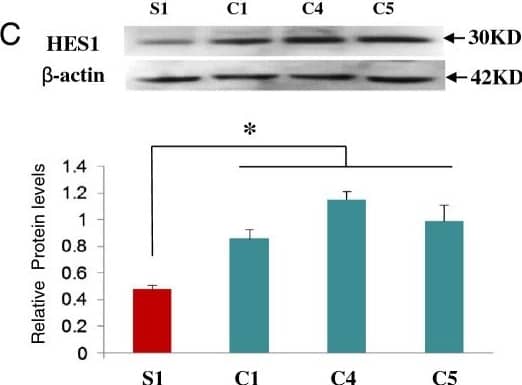 Western Blot: beta-Actin Antibody (AC-15) [NB600-501] - mRNA & protein expression in Subject 1 & control lymphoblast cells. A. Scatter graph of mRNA expression of EXOC6, RPJB and HES1in lymphoblasts. Values for EXOC6, RPJB and HES1 mRNA expression were normalized to the corresponding  beta -actin mRNA levels. The results derived from at least three sets of samples & the mean level of each sample is represented in the graph, horizontal bar is an average value between three controls. The difference between the study sample & the average of the controls has been evaluated by student t-test (*, p < 0.05; **, P < 0.01). B. RBPJ protein expression. C. HES1 protein expression. C1-C5 indicate control samples from the lymphoblasts, S1 indicate study sample from Subject1. Cell lysates were analyzed by SDS-PAGE & immunoblotting with membrane probed for RBPJ, HES1 &  beta -actin, Values for RBPJ & HES1 expression were normalized to the corresponding  beta -actin levels. The results derived from at least three sets of samples & the mean value of each sample is represented in the bar graph. The difference between Subject1 & the average of three controls has been evaluated by student t-test (*, p < 0.05). Image collected & cropped by CiteAb from the following publication (//pubmed.ncbi.nlm.nih.gov/23837398), licensed under a CC-BY license. Not internally tested by Novus Biologicals.