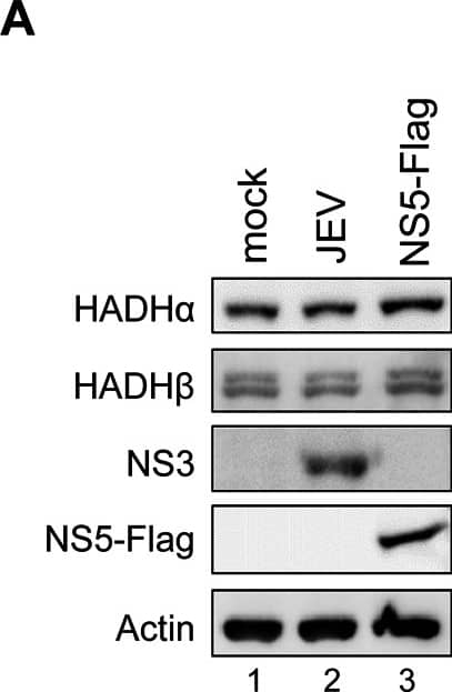 Western Blot: beta-Actin Antibody (AC-15) [NB600-501] - JEV NS5 interacts with mitochondrial trifunctional protein (MTP), the enzyme complex involved in LCFA  beta -oxidation.(A) Western blot analysis of protein levels of the indicated proteins in A549 cells with JEV infection (MOI = 10) or NS5-Flag overexpression. (B) Western blot analysis of V5-tag, Flag-tag, & actin in HEK293T cells co-transfected with HADH alpha -V5-His plus the indicated plasmids expressing Flag-tagged JEV viral proteins for 24 h, then immunoprecipitated with anti-Flag affinity gel. WCL, whole-cell lysates. (C) Immunoprecipitation (IP) analysis with control IgG or anti-Flag affinity gel in A549, GFP-A549 & NS5-Flag-A549 cells. The protein bands identified as HADH alpha  & HADH beta  are indicated by arrows. (D) IP with anti-Flag affinity gel & Western blot analysis with the indicated antibodies in HEK293T cells co-transfected with vector control or NS5-Flag plus HADH alpha -V5-His or HADH beta -HA for 24 h. (E) IP analysis with nickel beads & Western blot analysis with the indicated antibodies in HEK293T cells adsorbed with JEV for 3 h, then transfected with vector control, HADH alpha -V5-His or HADH beta -V5-His for 24 h. Image collected & cropped by CiteAb from the following publication (//dx.plos.org/10.1371/journal.ppat.1004750), licensed under a CC-BY license. Not internally tested by Novus Biologicals.