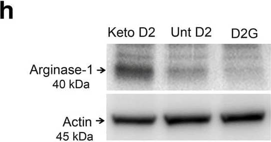 Western Blot: beta-Actin Antibody (AC-15) [NB600-501] - Ketogenic diet induces anti-inflammatory IL-4 & Arginase-1 expression in D2 retina & ON. a Bar graph showing Il-4 mRNA normalized to Hprt mRNA by qRT-PCR in untreated (Unt) & keto D2 retina, *p = 0.0264; n = 8 samples per group. b, c IL-4 protein levels in the retina (b), **p = 0.0014, & ON (c), *p = 0.0121, analyzed by ELISA; n = 8 samples per group. dArg1 mRNA levels in retina normalized by Hprt mRNA levels, *p = 0.0368; n = 8 samples per group. e Immunohistochemical analysis of Arginase-1 (green) in the untreated & keto D2 retina & ON. Iba1 (red) labels microglia & DAPI stains nuclei. f, g Percentage of mean fluorescence of Arginase-1 in inner retina (f), ***p = 0.0001, & in the ROI of the proximal ON (g), ***p = 0.0001; five retinas & ON from each group were analyzed, with five sections from each individual retina & ON. h Western blot analysis of Arginase-1 protein in the retina. i Quantification by densitometry of Arginase-1 levels normalized to  beta -actin levels, ***p = 0.0001; n = 3 blots per group, each with independent samples. j Arginase-1 protein in the ON normalized to  beta -actin levels, as determined by capillary electrophoresis, **p = 0.0006; n = 3 ON per group. All bar graphs are presented as the mean ± SEM, analyzed by two-tailed unpaired t test. Scale bar, 20 μm Image collected & cropped by CiteAb from the following publication (//pubmed.ncbi.nlm.nih.gov/30424795), licensed under a CC-BY license. Not internally tested by Novus Biologicals.