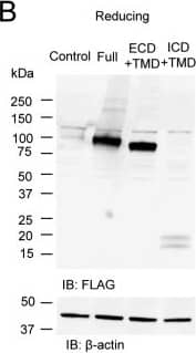 Western Blot: beta-Actin Antibody (AC-15) [NB600-501] - Sortilin forms homodimers in the extracellular & intracellular domains with intermolecular disulfide bonds in HEK293 cells.A, schematic of FLAG-sortilin Full, ECD+TMD, & ICD+TMD. SP, signal peptide; PP, propeptide. B & C, protein expression of FLAG-sortilin Full, ECD+TMD, & ICD+TMD was validated in reducing (B) & non-reducing (C) Western blotting using anti-FLAG antibody. FLAG-sortilin Full & ECD+TMD form homodimers & multimers. Empty vector was used as a control. D, HEK293 cells transiently overexpressing FLAG-sortilin Full or ECD+TMD were treated with a cross-linker, BS3, & the cell lysates were used for reducing Western blotting with anti-FLAG antibody, showing dimerization of sortilin Full & ECD+TMD (n = 3). E, HEK293 cells stably overexpressing FLAG-sortilin ICD+TMD (FLAG-sortilin ICD+TMD HEK293 cells) were incubated with DMSO (Control), 20 μmol/liter MG-132 (MG) or 10 μmol/liter chloroquine (Chlo) for 7 h, & then reducing Western blotting was performed using anti-sortilin antibody. MG-132 increased the protein expression of FLAG-sortilin ICD+TMD, but chloroquine did not (n = 3). F, FLAG-sortilin ICD+TMD HEK293 cells were incubated with DMSO or MG-132 (2–20 μmol/liter) for 7 or 24 h. MG-132 increased FLAG-sortilin ICD+TMD in a time- & concentration-dependent manner (n = 3). G, following 16-h incubation of HEK293 cells (Control) or FLAG-sortilin ICD+TMD HEK293 cells (ICD+TMD) with MG-132 (5 μmol/liter) & immunoprecipitation with anti-FLAG antibody, non-reducing Western blotting showed dimerization of sortilin ICD+TMD using anti-sortilin antibody (n = 3). Monomers, homodimers, & multimers are abbreviated as MO, D, & MU, respectively. IB, immunoblotting. Image collected & cropped by CiteAb from the following publication (//pubmed.ncbi.nlm.nih.gov/29382723), licensed under a CC-BY license. Not internally tested by Novus Biologicals.