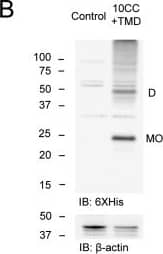 Western Blot: beta-Actin Antibody (AC-15) [NB600-501] - Mutation of Cys783 abolishes dimerization of sortilin.A, schematic of His6-sortilin 10CC+TMD, FLAG-sortilin WT & C783A, & His6-sortilin ICD+TMD WT & C783A. Cysteine 783 was replaced by alanine. SP, signal peptide; PP, propeptide. B, expression vector of His6-sortilin 10CC+TMD was transfected in HEK293 cells. Dimerization of His6-sortilin 10CC+TMD was detected in non-reducing Western blotting with anti-His6 antibody (n = 3). C, sortilin ICD+TMD C783A did not form homodimers in HEK293 cells in the non-reducing Western blotting (n = 3). D & E, C783A decreased sortilin homodimers of low molecular weight in the cells (D) & extracellular vesicles (E) of HEK293 cells in non-reducing Western blotting (n = 3). F & G, 24-h incubation with 2-FPA, an inhibitor of palmitoylation, increased sortilin homodimers of low molecular weight in HEK293 cells stably overexpressing FLAG-sortilin (F) & their extracellular vesicles (G) (n = 3). Monomers & homodimers of high & low molecular weight are abbreviated as MO, D(HMW), & D(LMW), respectively. IB, immunoblotting. Image collected & cropped by CiteAb from the following publication (//pubmed.ncbi.nlm.nih.gov/29382723), licensed under a CC-BY license. Not internally tested by Novus Biologicals.
