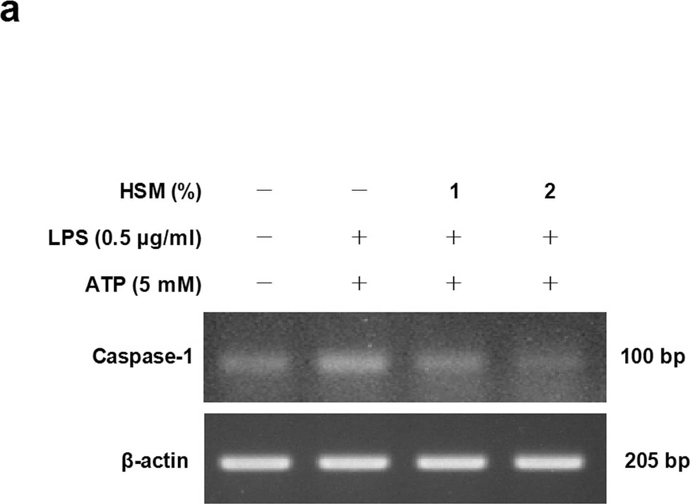 Western Blot: beta-Actin Antibody (AC-15) [NB600-501] - Effects of HSM on ATP-mediated caspase-1 gene expression & activation in human macrophages.Cells were pretreated with HSM extracts (1 or 2%) for 20 h, followed by treatment with LPS (0.5 μg/ml) for 3 h & subsequently ATP (5 mM) for 1 h. (a) The mRNA expression levels of caspase-1 were determined by RT-PCR analysis. (b) Caspase-1 mRNAs were quantified using real-time PCR.  beta -actin gene expression was used for normalization. The results are expressed as fold changes, considering one as the value of untreated cells. (c) The secretion of caspase-1 subunit p20 into the supernatants of THP-1 macrophages was assessed by ELISA. (d) Cell lysates & culture supernatants were Western-blotted to detect pro-caspase-1 p45 & caspase-1 subunit p20. Data are presented as means ± SE of three experiments preformed in duplicate. #P < 0.01 versus untreated cells. *P < 0.01 versus HSM-untreated control (ethanol) cells. †P < 0.05 versus HSM (1%) treated cells. Image collected & cropped by CiteAb from the following publication (//pubmed.ncbi.nlm.nih.gov/23459183), licensed under a CC-BY license. Not internally tested by Novus Biologicals.