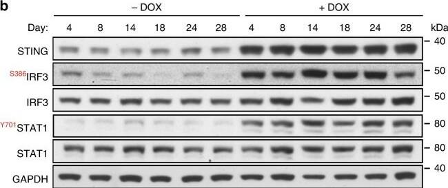 Western Blot: GAPDH Antibody (6C5cc) [NB600-502] - Time course of innate immune response activation in BRCA2-deficient cells. a H1299 cells expressing a DOX-inducible BRCA2 shRNA were grown in the presence or absence of DOX for 28 days. Cells collected every 2 days were subjected to quantitative RT-PCR analyses using primers specific for indicated genes. mRNA levels were expressed relative to the gene encoding  beta -actin & to day 2 (2− delta  delta CT). n = 3 independent experiments, each performed in triplicates. Each dot represents a single replicate. b Whole-cell extracts prepared at indicated times after DOX addition were immunoblotted as shown. GAPDH was used as a loading control. Phosphorylation sites are indicated in red Image collected & cropped by CiteAb from the following publication (//pubmed.ncbi.nlm.nih.gov/31316060), licensed under a CC-BY license. Not internally tested by Novus Biologicals.